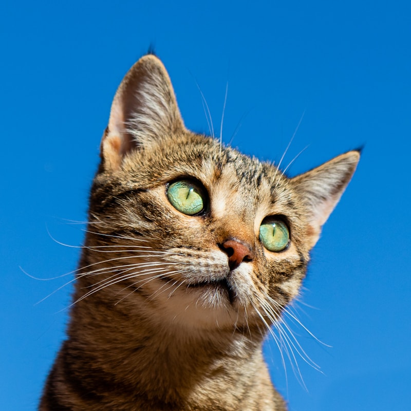 新猫到家——第一个月养护指南