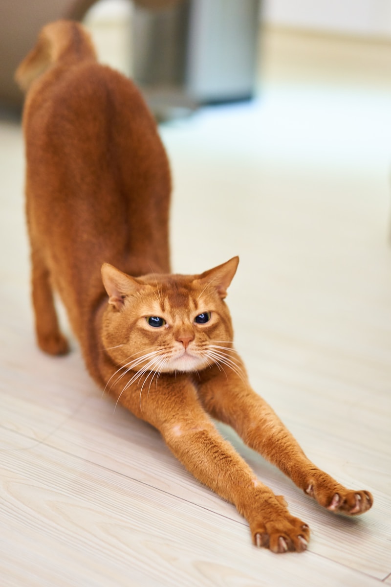 布偶猫小团子的新家日记