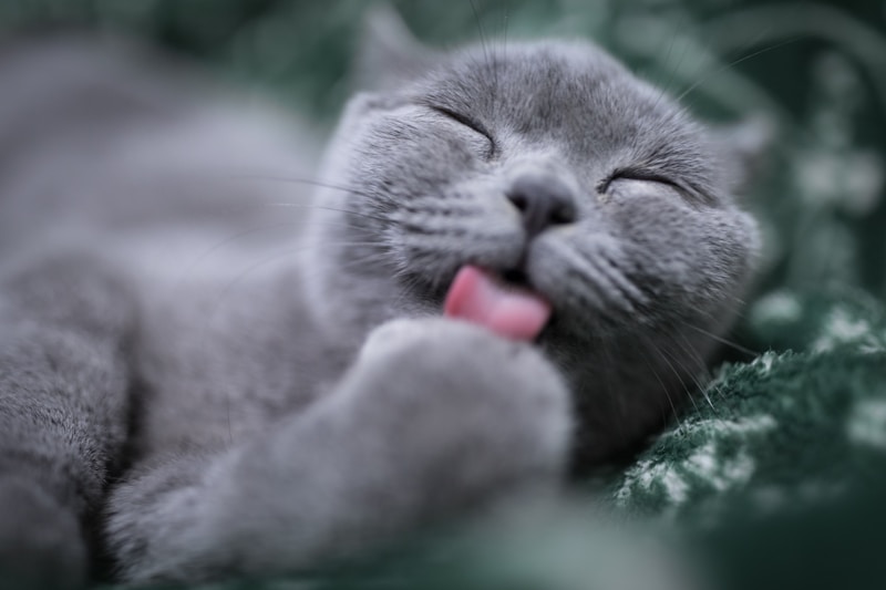 猫咪营养学基础——如何选择猫粮
